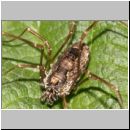 Platybunus cf bucephalus - Weberknecht 06 Deister.jpg